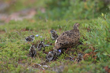 Ptarmigan (Lagopus mutus) Iceland