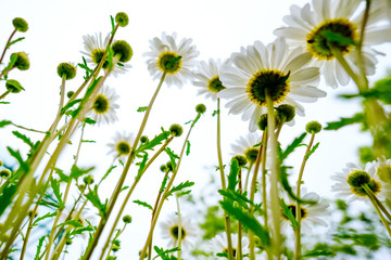 ノースポール　アンダーアングル