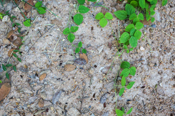 ground
