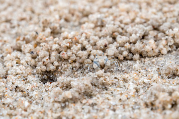 Ghost crab eating on sand beach, Close to their holes