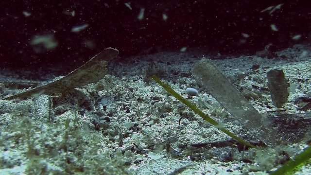Costa Brava, diving the Mediterranean sea, Sea needle, Spain