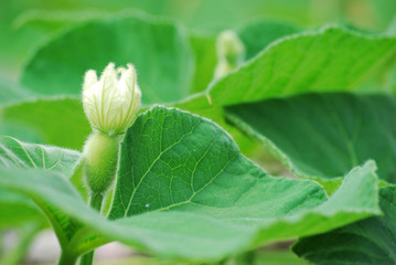 Bottle gourd just growing in springtime. Spring greenery background.
