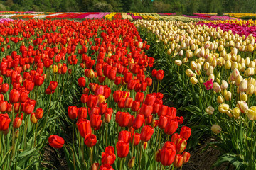 A field of yellow and red tulips country farm