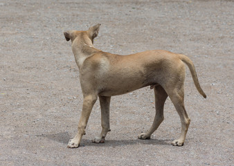 This dog are turned back to look something.