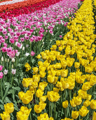 Obraz premium A field of yellow tulips country farm