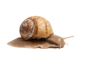 Crawling snail isolated on a white background