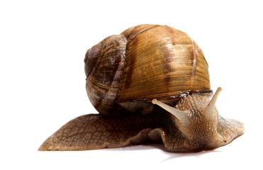 Crawling snail isolated on a white background