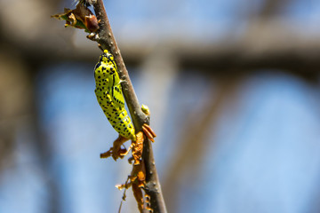caseworm of caterpillar on the tree