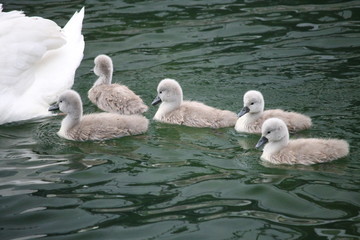 Cinq poussins de cygne tuberculé nagent