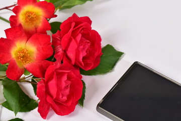 薔薇とスマートフォン