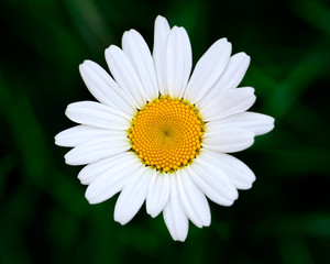 Obraz premium Closeup of a Daisy in the Grass
