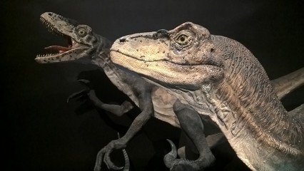 Dinosaur Exhibition at Sydney Museum