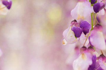 wisteria close-up