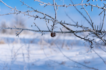 Beautiful winter landscape with trees in the frost