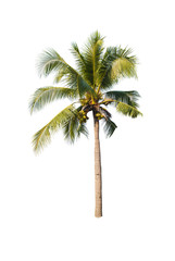 Obraz premium Coconut trees on white background 