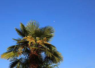 Fototapeta na wymiar Lush tropical palm tree with many dates