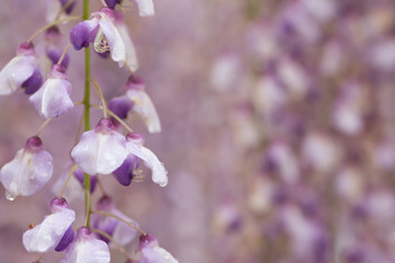 Fototapeta na wymiar wisteria close-up