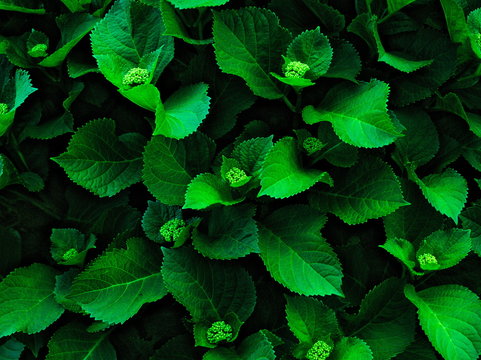Leafs