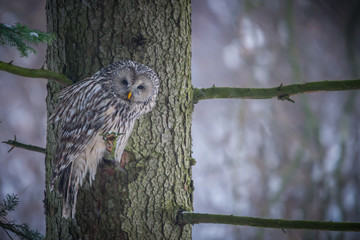 Ural owl (Strix uralensis) - Puszczyk uralski - obrazy, fototapety, plakaty