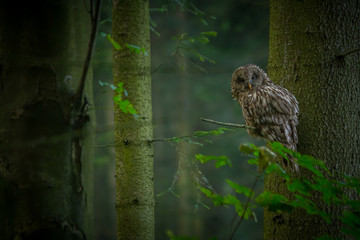 Ural owl (Strix uralensis) - Puszczyk uralski