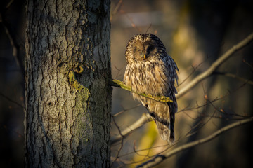 Ural owl (Strix uralensis) - Puszczyk uralski - obrazy, fototapety, plakaty