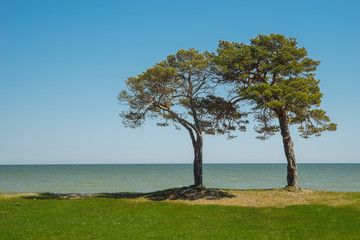 Pair of pine trees on grassy coast against sea