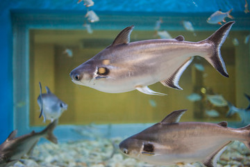 Marine fish and freshwater fish species in the Bueng Chawak Aquarium, Thailand.