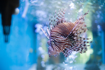 Marine fish and freshwater fish species in the Bueng Chawak Aquarium, Thailand.