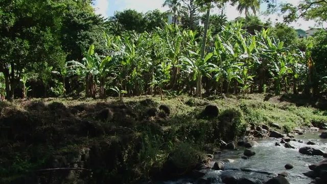 Pan down from banana plantation to water stream, Grenada. Taken during sunny say