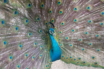 Fototapeta premium Peacock