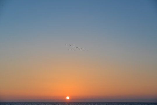 Flock of birds over the sea at sunset