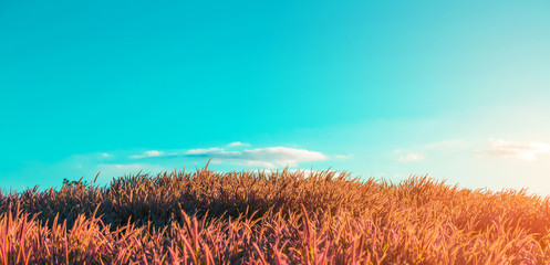 Grass field with sky