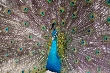 Fototapeta premium Peacock
