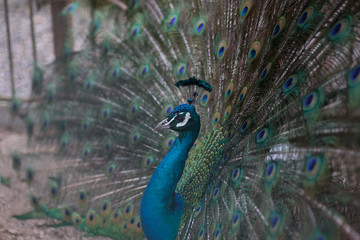 Obraz premium Peacock