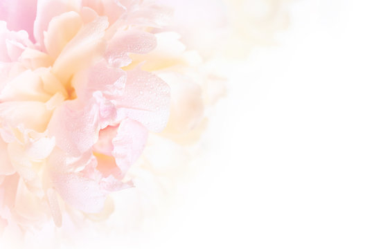 Fototapeta A gorgeous floral background with delicate petals of a blooming peony.