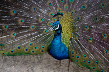 Obraz premium Peacock