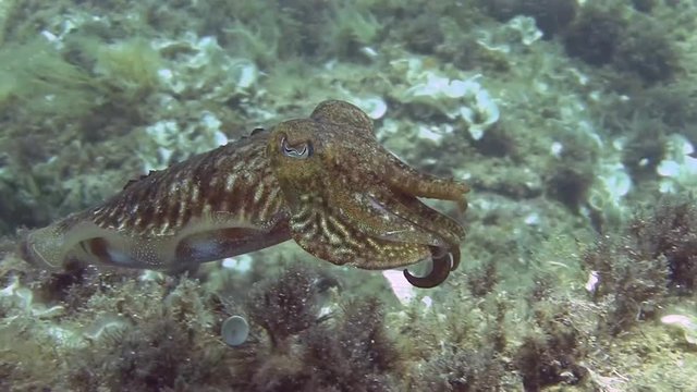 Costa Brava, diving the Mediterranean sea, Cuttlefish, Spain