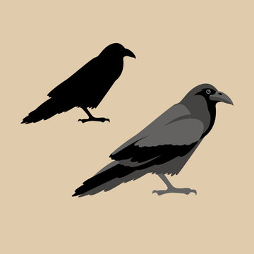 Raven vector illustration style Flat  profile silhouette set