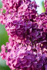 Door stickers Lilac lilac bush