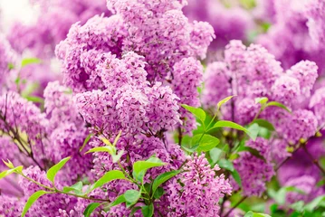 Garden poster Lilac bloom lilac