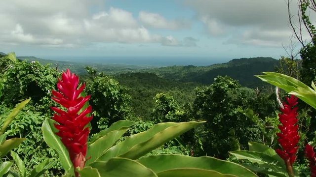 Elevated view of rainforest and sea with red ginger plant in front in Grenada