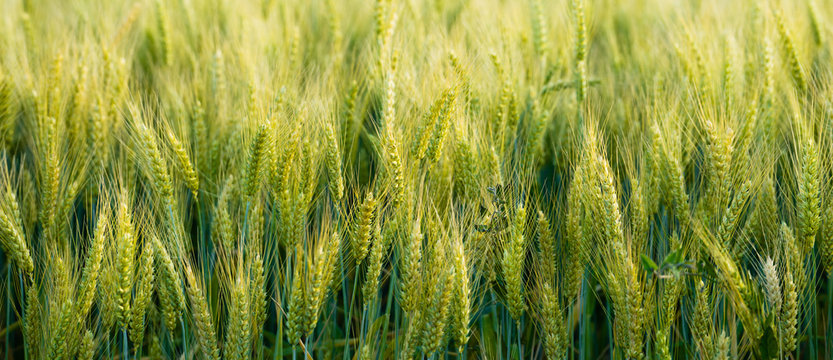 Close Up Whole Grains Real Food Growing in Farmers Field