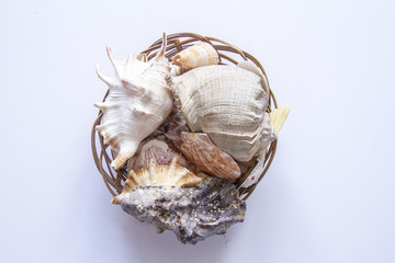 seashells