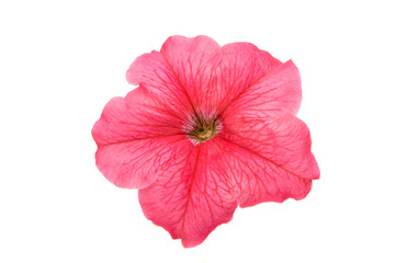 Obraz na płótnie Canvas Pink petunia