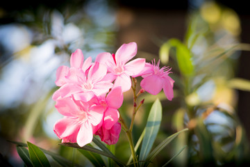 Nerium oleander bokeh