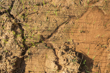 Cornfield in thailand