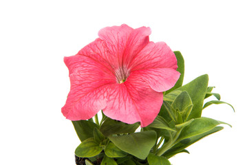 Pink petunia