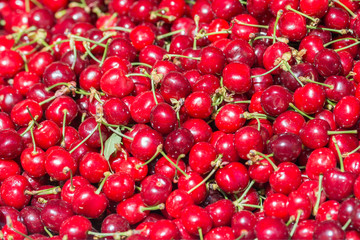 Bunch of Shiny Cherries with Green Stems