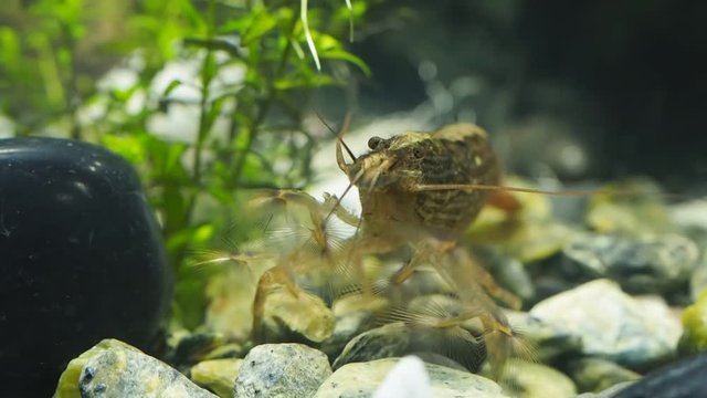 Shrimp feeders behind the glass of the aquarium 