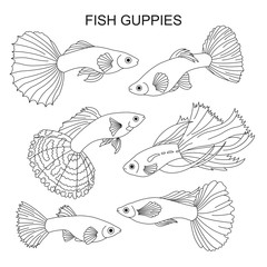The fish are guppies. - obrazy, fototapety, plakaty
